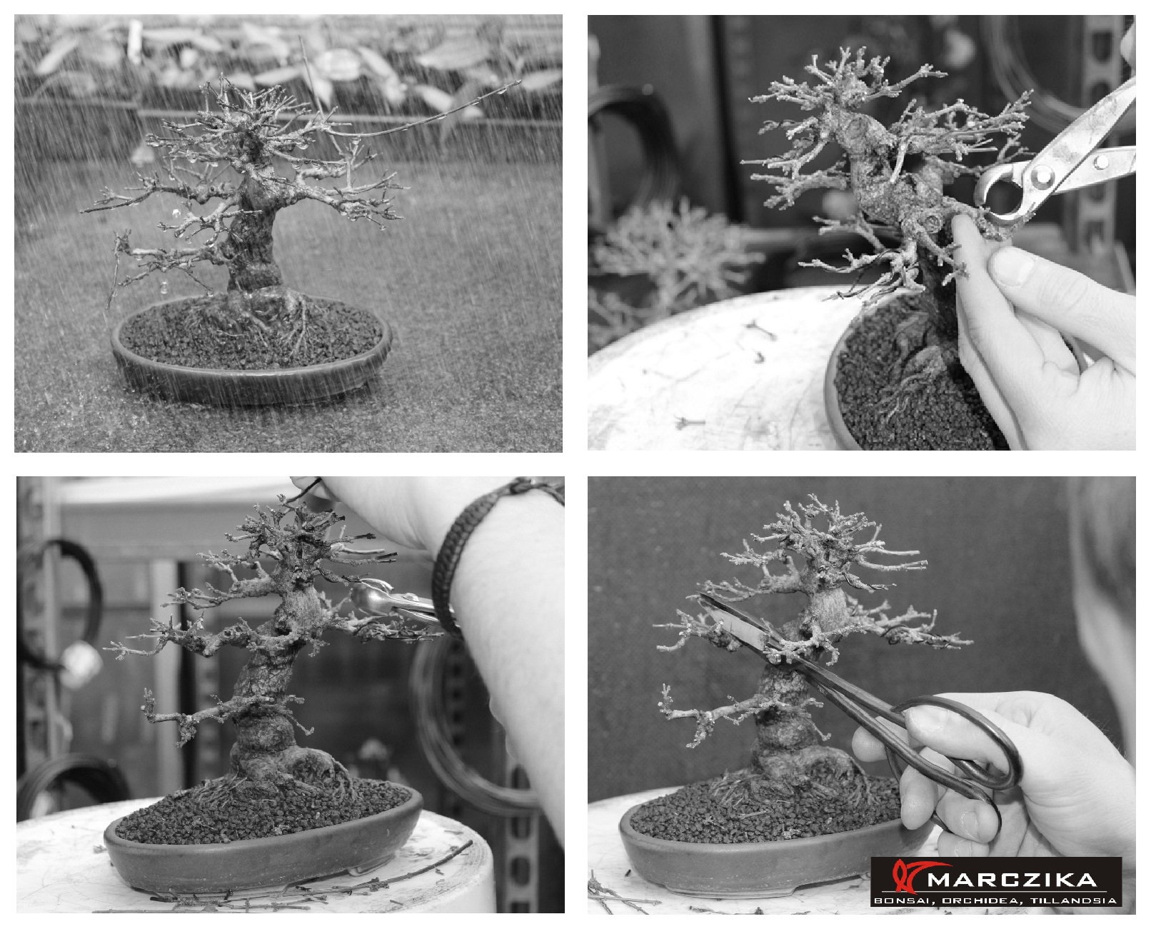 Az átültetett bonsai öntözését követő bonsai metszése és a bonsai alakítása.